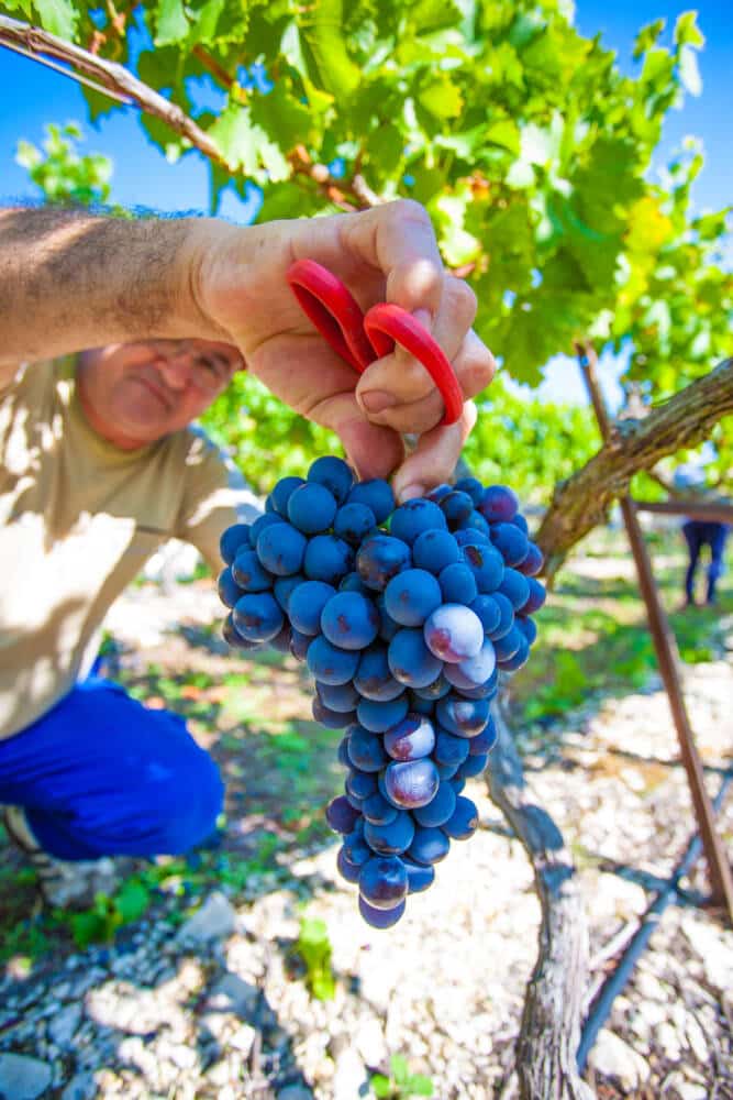 Copy of muscat grape©C.Constant