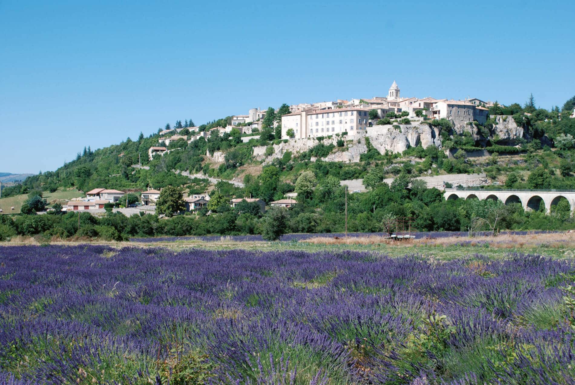 SAULT LAVENDER©P