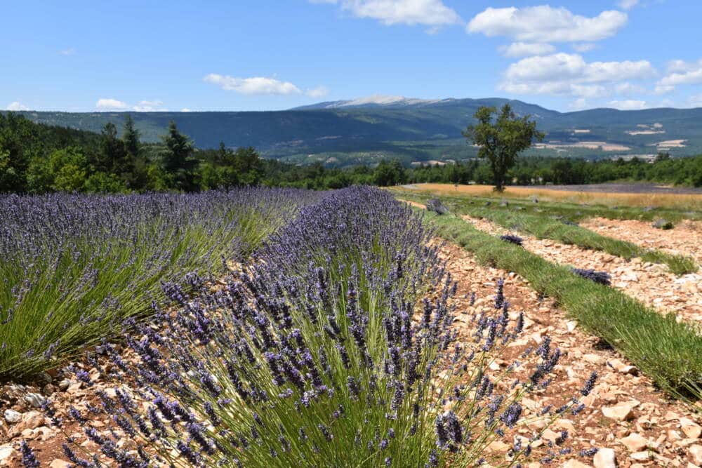 Récolte de la lavande