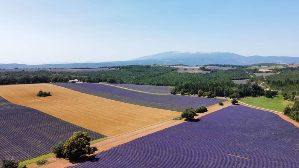 Paysage lavandes au pays de Sault